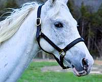 flashy-tennessee-walking-horse