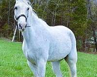 family-tennessee-walking-horse