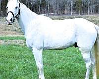 trail-tennessee-walking-horse