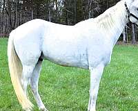 all-around-tennessee-walking-horse