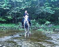 gaited-tennessee-walking-horse