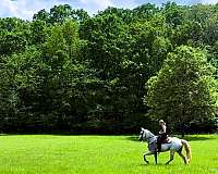 athletic-tennessee-walking-horse