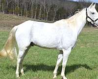 beginner-tennessee-walking-horse