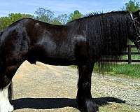 dressage-gypsy-vanner-horse