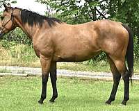 buckskin-quarter-horse-mare
