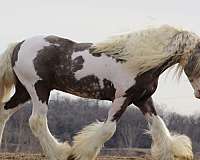Show-Ready Quality Silver Dapple Stallion Rides, Drives, Halter