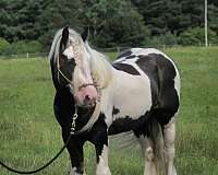 Show-Ready Quality Silver Dapple Stallion Rides, Drives, Halter