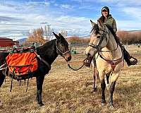 black-working-cattle-donkey