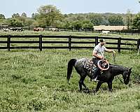 barrel-racing-quarter-horse