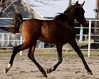 al-khamsa-mare-arabian-horse