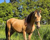 perlino-andalusian-arabian-mare