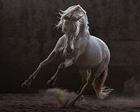 perlino-ialha-pre-stallion