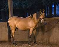 stallion-andalusian-arabian-horse