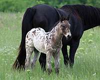 leopard-horse