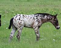 buckskin-leopard-horse