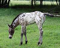 athletic-appaloosa-horse