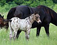 cutting-appaloosa-horse