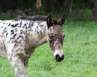 drill-team-appaloosa-horse