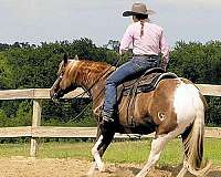 red-roan-roantobiano-horse
