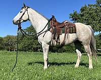 handsome-grey-quarter-horse