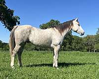 grey-working-cattl-horse