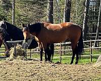 bay-small-white-star-black-socks-horse