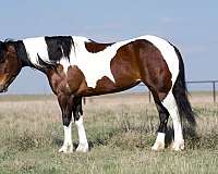 western-riding-gypsy-vanner-horse