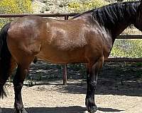 safe-trail-draft-horse