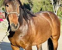 steer-roping-draft-horse