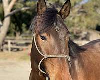 temecula-draft-horse