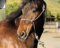 all-around-draft-horse