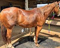 calf-roping-quarter-pony