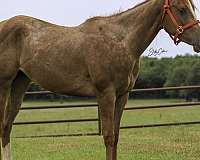 appaloosa-horse