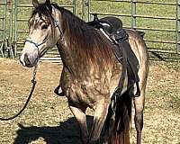 adoption-quarter-horse