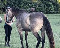 athletic-quarter-horse