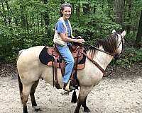 buckskin-white-on-left-hind-pastern-horse