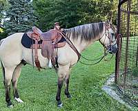 white-on-left-hind-pastern-horse