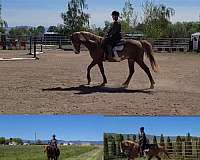 chestnut-overo-working-equitation-horse