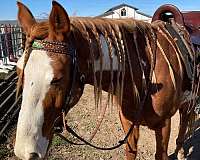 flaxen-mane-paint-horse