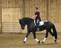 dressage-friesian-horse