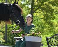 husband-safe-friesian-horse