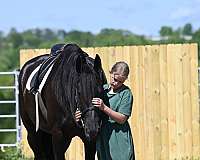 lesson-friesian-horse