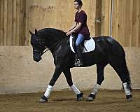 playday-friesian-horse