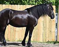 ridden-english-friesian-horse