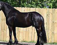 trail-riding-friesian-horse