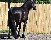 western-dressage-friesian-horse