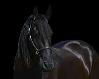 youth-friesian-horse