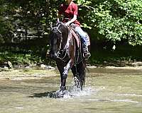 black-friesian-gelding