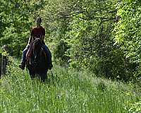 black-dressage-horse