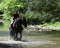 black-husband-safe-horse